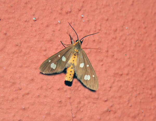 Dysauxes famula Erebidae